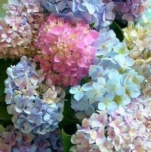 Meet your Posher, Jacqy